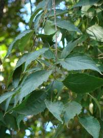 Fotografia da espécie Celtis australis