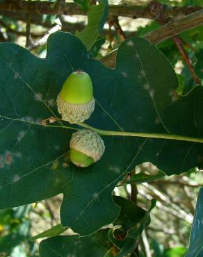 Fotografia 5 da espécie Quercus robur no Jardim Botânico UTAD