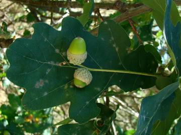 Fotografia da espécie Quercus robur