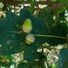 Fotografia 5 da espécie Quercus robur do Jardim Botânico UTAD
