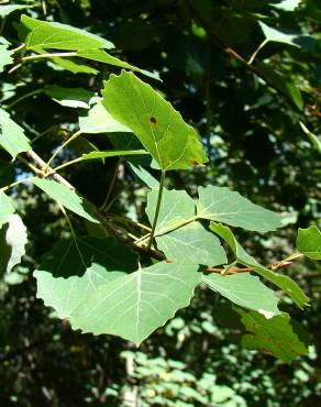 Fotografia 1 da espécie Populus tremula no Jardim Botânico UTAD