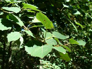 Fotografia da espécie Populus tremula