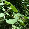 Fotografia 1 da espécie Populus tremula do Jardim Botânico UTAD