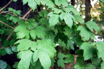 Fotografia da espécie Viburnum opulus