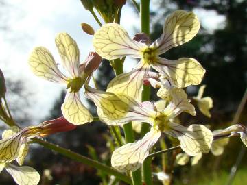 Fotografia da espécie Raphanus raphanistrum subesp. raphanistrum