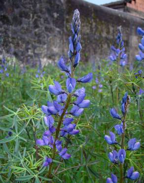 Fotografia 6 da espécie Lupinus angustifolius no Jardim Botânico UTAD