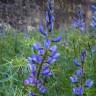 Fotografia 6 da espécie Lupinus angustifolius do Jardim Botânico UTAD