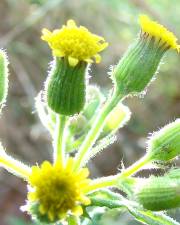 Fotografia da espécie Senecio sylvaticus