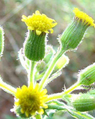 Fotografia de capa Senecio sylvaticus - do Jardim Botânico