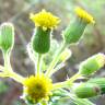 Fotografia 1 da espécie Senecio sylvaticus do Jardim Botânico UTAD