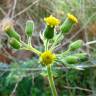 Fotografia 3 da espécie Senecio sylvaticus do Jardim Botânico UTAD