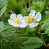 Fotografia 3 da espécie Fragaria vesca subesp. vesca do Jardim Botânico UTAD