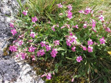 Fotografia da espécie Silene acutifolia