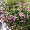 Fotografia 3 da espécie Silene acutifolia do Jardim Botânico UTAD