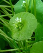 Fotografia da espécie Montia perfoliata