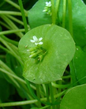 Fotografia 1 da espécie Montia perfoliata no Jardim Botânico UTAD