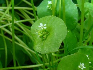 Fotografia da espécie Montia perfoliata