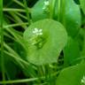 Fotografia 1 da espécie Montia perfoliata do Jardim Botânico UTAD