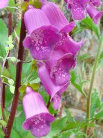 Fotografia da espécie Digitalis purpurea subesp. amandiana