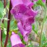 Fotografia 1 da espécie Digitalis purpurea subesp. amandiana do Jardim Botânico UTAD