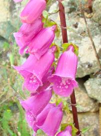 Fotografia da espécie Digitalis purpurea subesp. amandiana