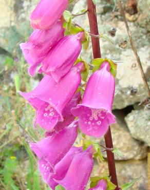 Fotografia 3 da espécie Digitalis purpurea subesp. amandiana no Jardim Botânico UTAD