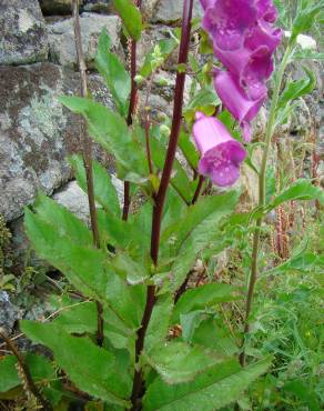 Fotografia 5 da espécie Digitalis purpurea subesp. amandiana no Jardim Botânico UTAD