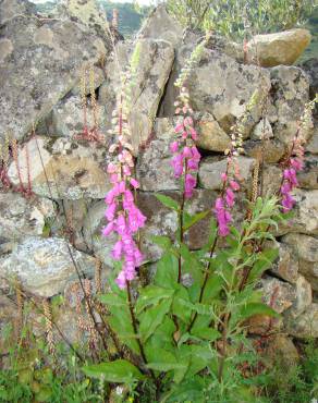 Fotografia 6 da espécie Digitalis purpurea subesp. amandiana no Jardim Botânico UTAD