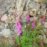 Fotografia 6 da espécie Digitalis purpurea subesp. amandiana do Jardim Botânico UTAD