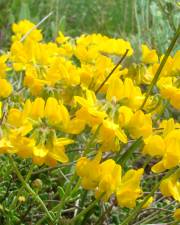 Fotografia da espécie Coronilla minima