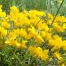 Fotografia 1 da espécie Coronilla minima subesp. minima do Jardim Botânico UTAD