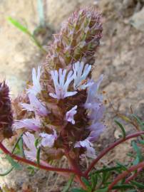 Fotografia da espécie Coris monspeliensis subesp. fontqueri