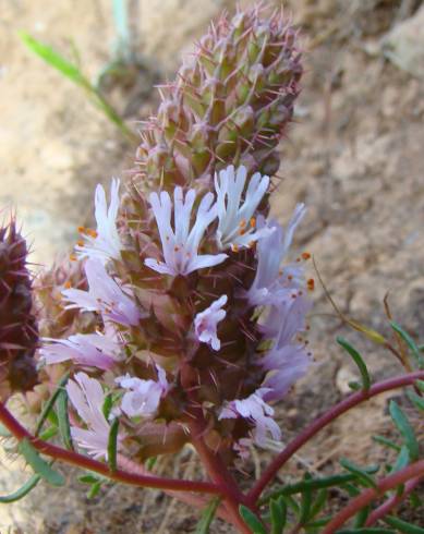 Fotografia de capa Coris monspeliensis subesp. fontqueri - do Jardim Botânico