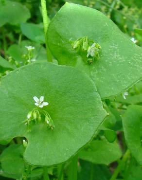 Fotografia 3 da espécie Montia perfoliata no Jardim Botânico UTAD