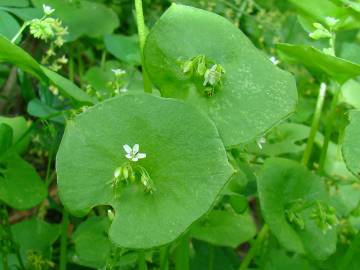 Fotografia da espécie Montia perfoliata