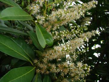 Fotografia da espécie Prunus laurocerasus