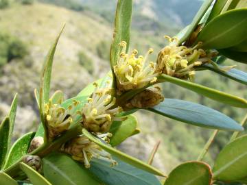 Fotografia da espécie Buxus balearica