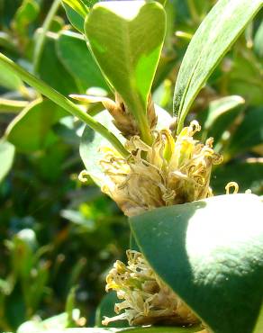 Fotografia 1 da espécie Buxus balearica no Jardim Botânico UTAD