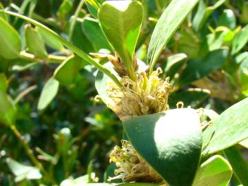 Fotografia da espécie Buxus balearica