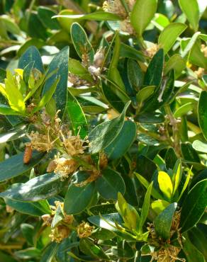 Fotografia 3 da espécie Buxus balearica no Jardim Botânico UTAD