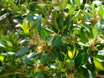 Fotografia da espécie Buxus balearica