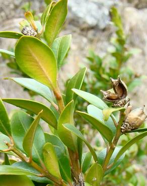 Fotografia 6 da espécie Buxus sempervirens no Jardim Botânico UTAD