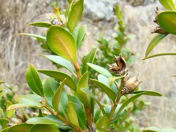 Fotografia da espécie Buxus sempervirens