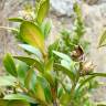 Fotografia 6 da espécie Buxus sempervirens do Jardim Botânico UTAD