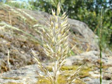 Fotografia da espécie Holcus annuus subesp. duriensis