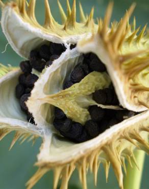 Fotografia 7 da espécie Datura stramonium no Jardim Botânico UTAD