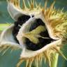 Fotografia 7 da espécie Datura stramonium do Jardim Botânico UTAD