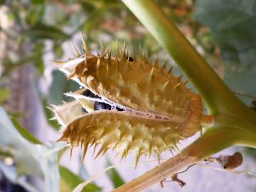 Fotografia da espécie Datura stramonium