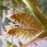 Fotografia 8 da espécie Datura stramonium do Jardim Botânico UTAD