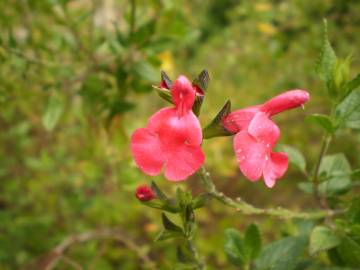 Fotografia da espécie Salvia coccinea